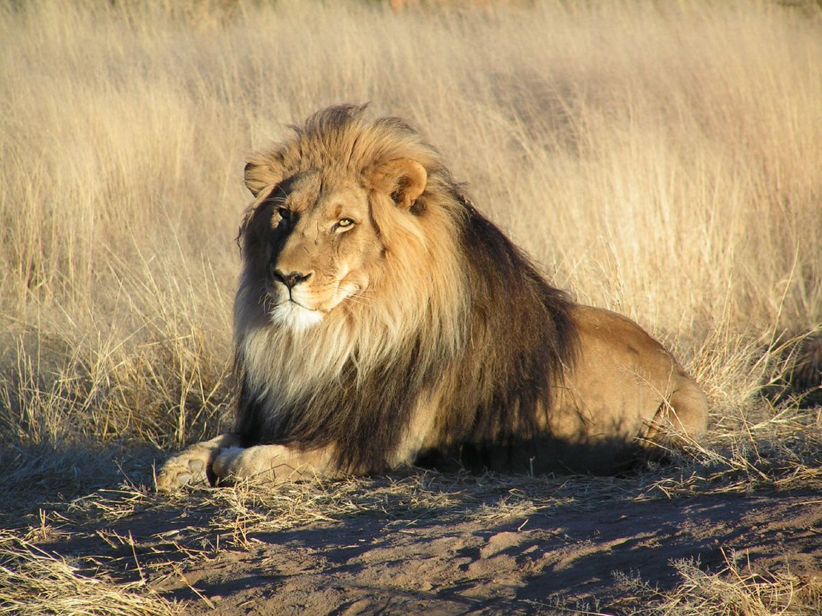 Zoo put into lockdown after five lions escape