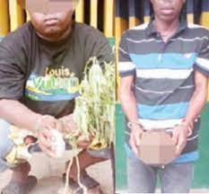 MONEY RITUAL: Herbalist, ‘Yahoo boy’ caught with human parts