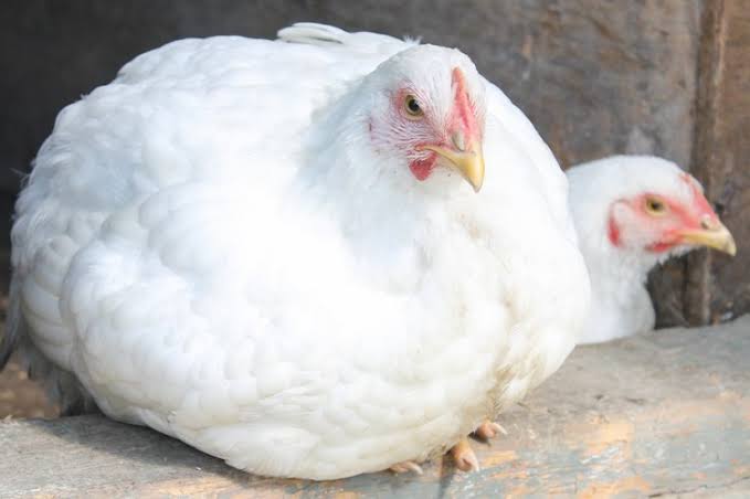 Bleak Christmas for Abuja residents as adult chicken costs N20k