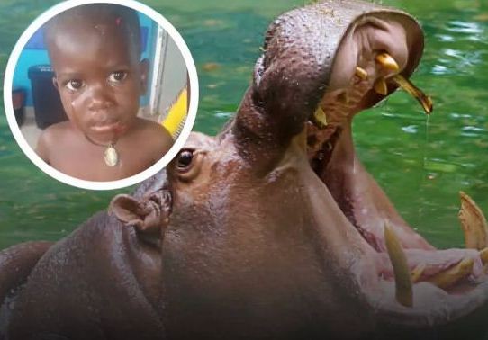 How Hippopotamus spat out 2-year-old child after swallowing him