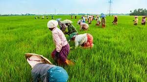 Ministry of Agriculture partners IFAD to strengthen food security