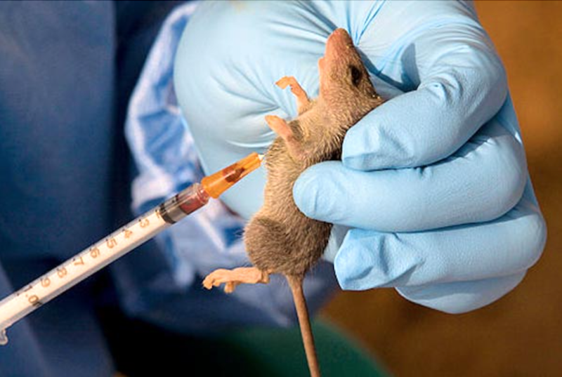 Nigeria records 145 Lassa fever deaths