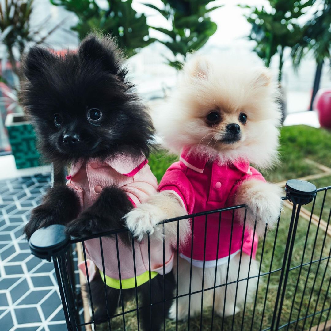 Cuppy celebrates two years birthday of her ‘Pomeranian sons’ 