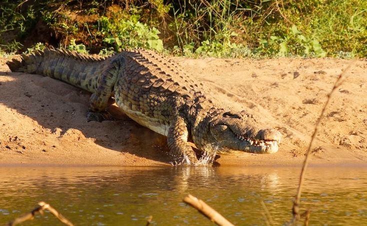 People in Northern Territory told to be “croc-wise” after teenage boy is bitten by a crocodile as hundreds evacuated from flooded communities