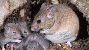 Lassa fever death toll rises to 142 in 11 weeks