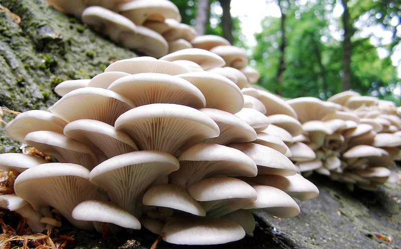 How Nigeria can earn N1 trillion annually from mushroom