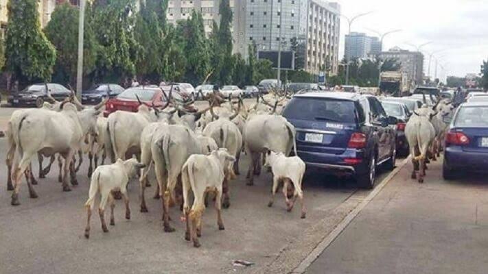 May 29: No cows will ‘loiter’ streets of Abuja – Miyetti Allah