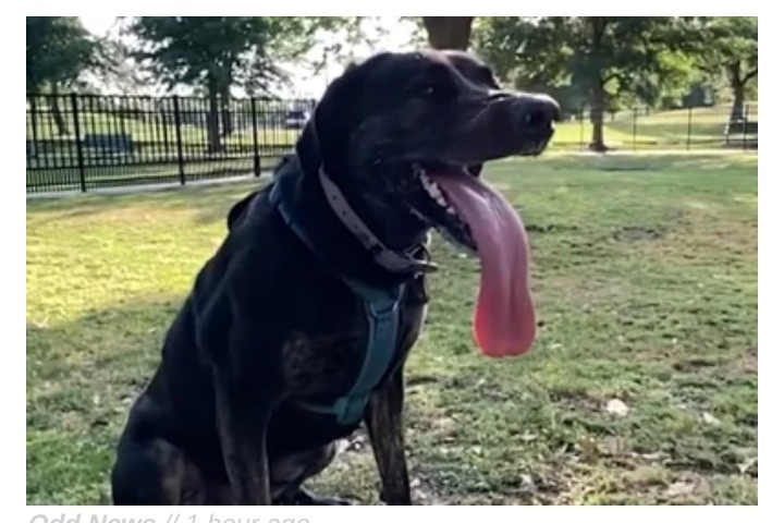 Louisiana dog earns Guinness world record