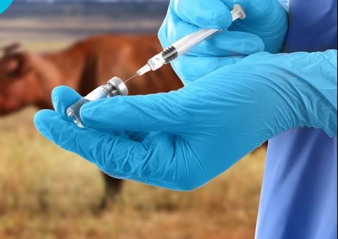 Anthrax scare: FCTA begins mass vaccination of cattle to curb spread