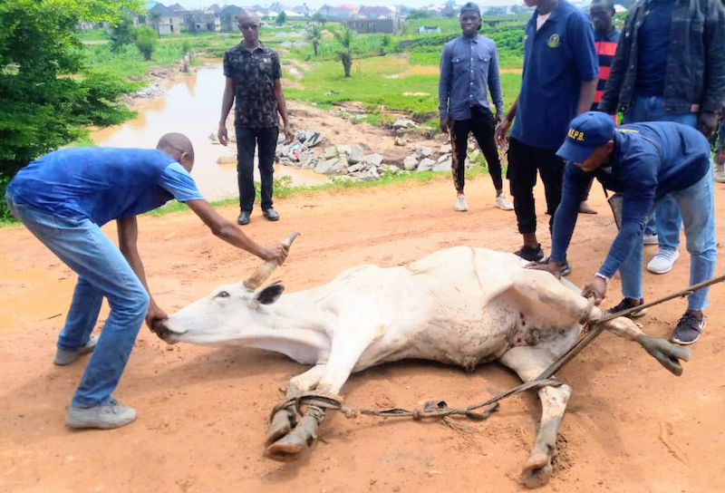 4 cows arrested in Abuja for constituting nuisance
