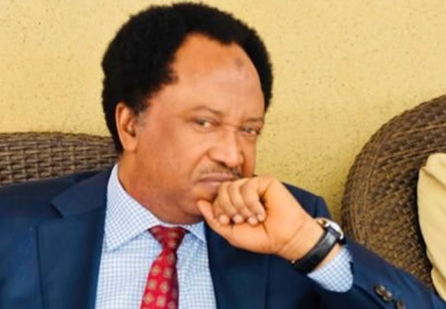 Senator Shehu Sani likens Atiku’s visit to Buhari as ‘Trekking in the Sahara'”