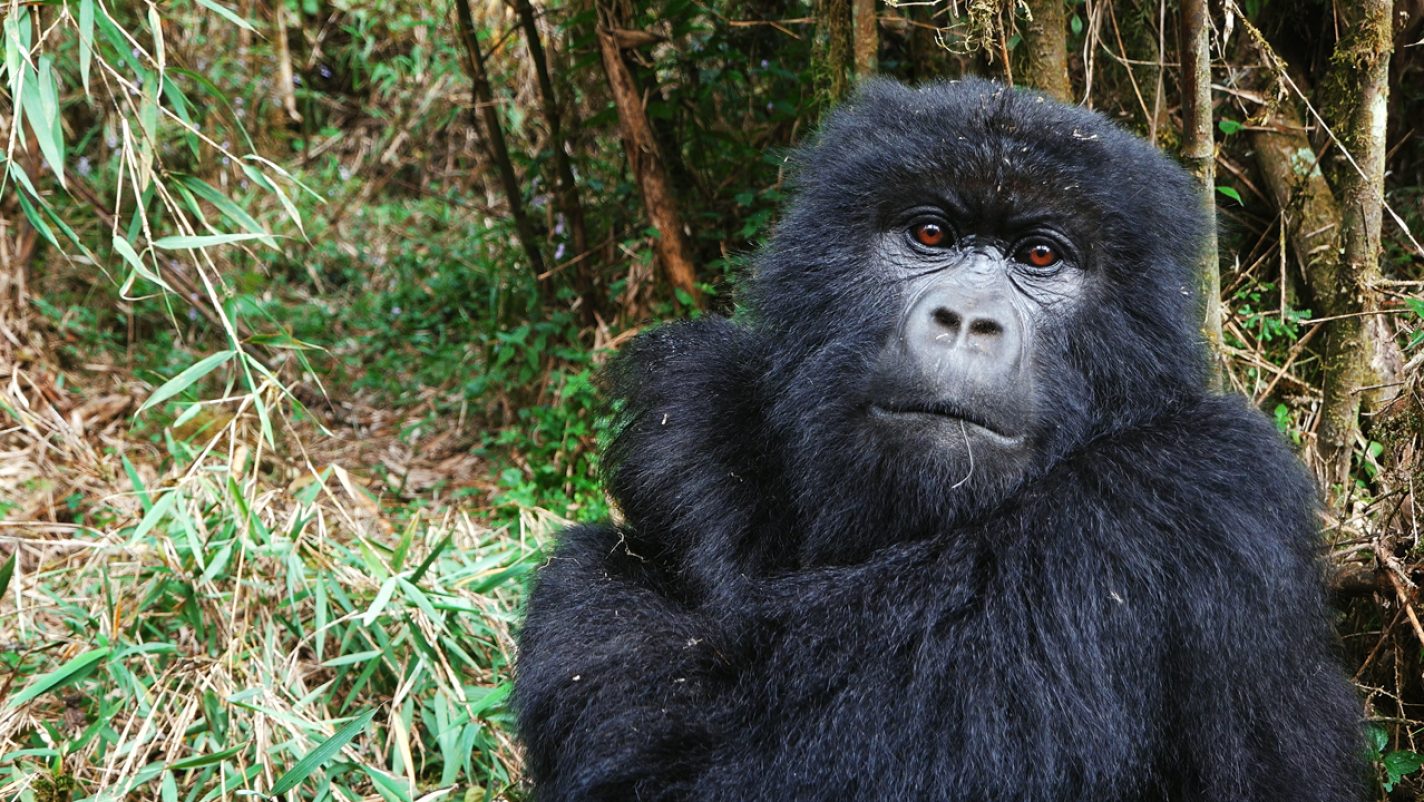Cross River gorillas will boost local tourism if protected, says Wild Africa Fund
