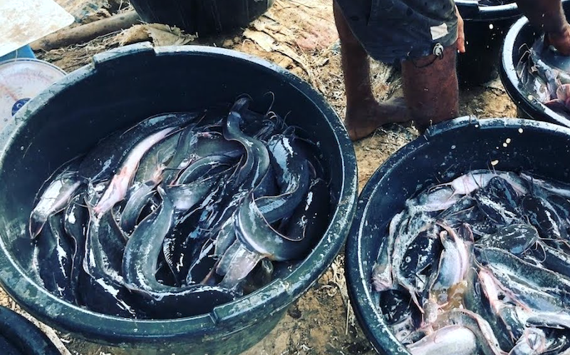 Ogun govt. assures fish farmers of more support