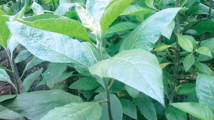 SAD! Many feared dead after taking HIV herbal medicine in Gombe