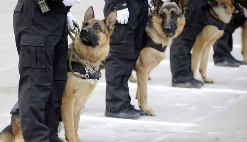 NCoS spends over N241 million to feed security dogs