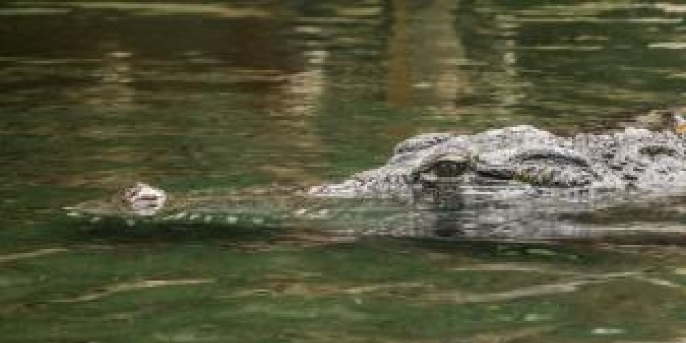 SAD: Prophet drowns during baptism as crocodiles feed on his body