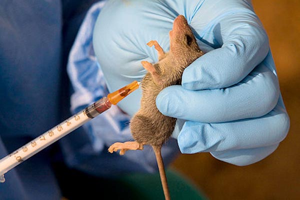 Lassa Fever: Death toll rises to 15 in Edo