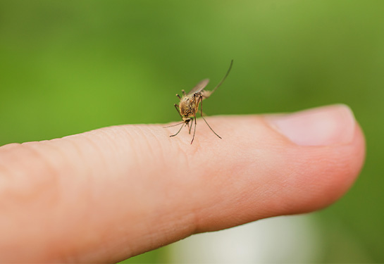 Cameroon rolls out world’s 1st malaria vaccine