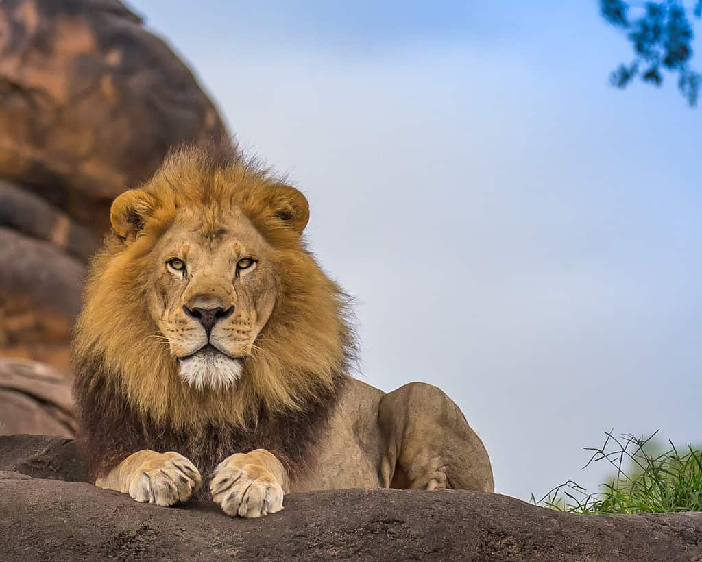 BREAKING: Lion attacks, kills zookeeper at OAU