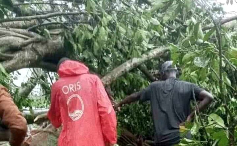 Edo: Amid heavy rainfall, fallen trees kill 4, injure many others in Auchi