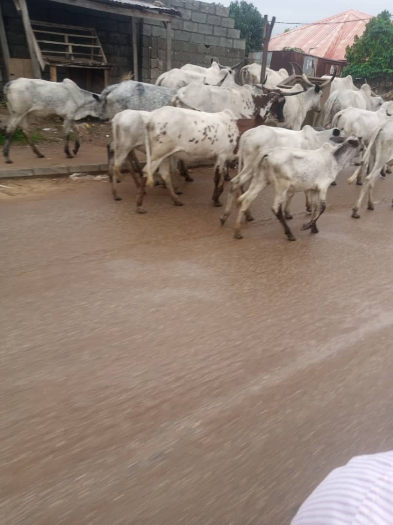 Protests! All FCT satellite town markets under lock and key as cows take over deserted streets+Photos