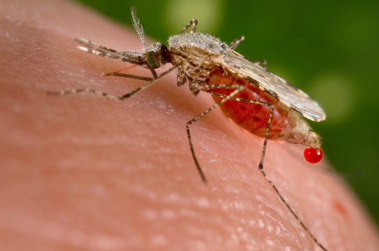 One in five malaria deaths globally occurs in Nigeria’ – Daniel Gbue