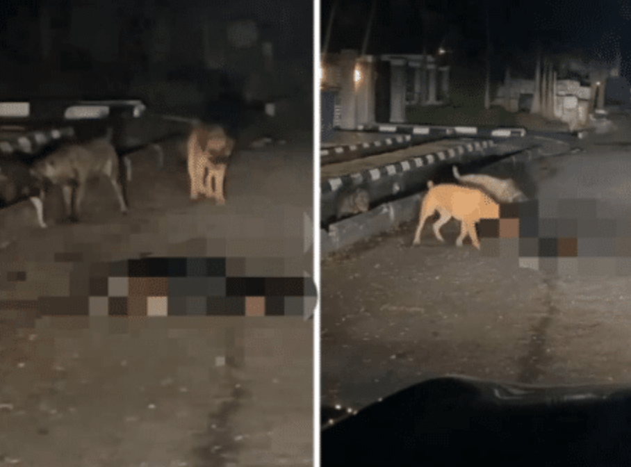 Police react as dogs maul security guard to death in Lagos
