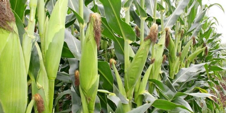 Angry wife destroys maize farm after she caught husband pants down with mistress in it