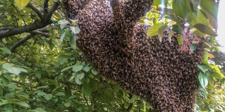 Confusion as swarm of bees reportedly kills farmer, injures 2 others in Osun