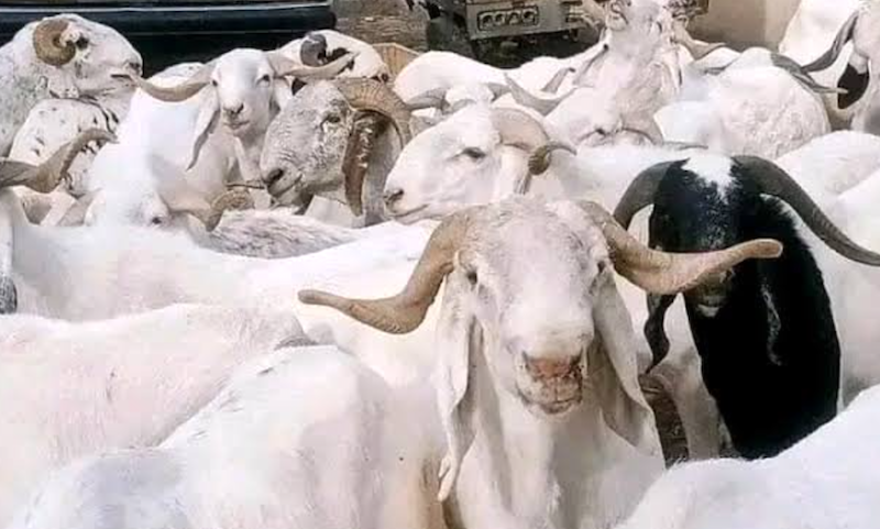 Eid-el-Kabir: Hardship mars Sallah celebrations across Nigeria
