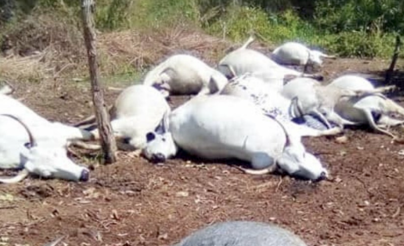 Thunderstorm kills 32 cows in Ogun – Police